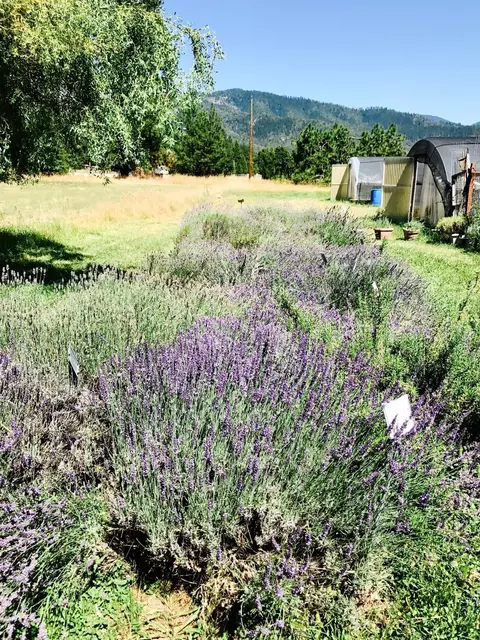 970 Cedar Flat Rd, Williams, OR 97544 photo 22