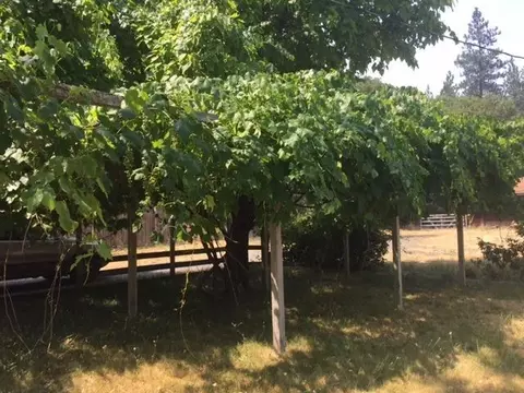 2646 Cedar Flat Rd, Williams, OR 97544 photo 15