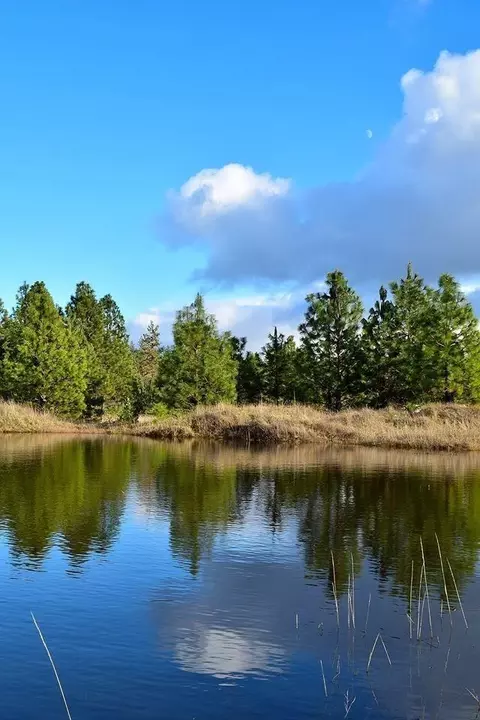 245 Prottsman Way, Cave Junction, OR 97523 photo 8