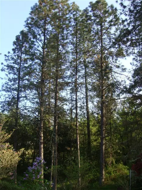 501 Crestview Loop, Grants Pass, OR 97526 photo 23