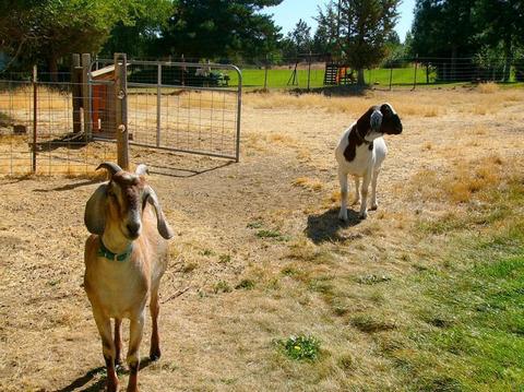 61862 Dobbin Rd, Bend, OR 97702 photo 25