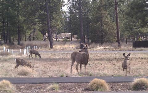 60243 Addie Triplett Loop, Bend, OR 97702 photo 25