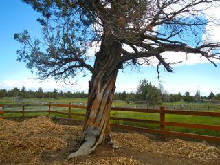 62111 Cody Rd, Bend, OR 97701 photo 25