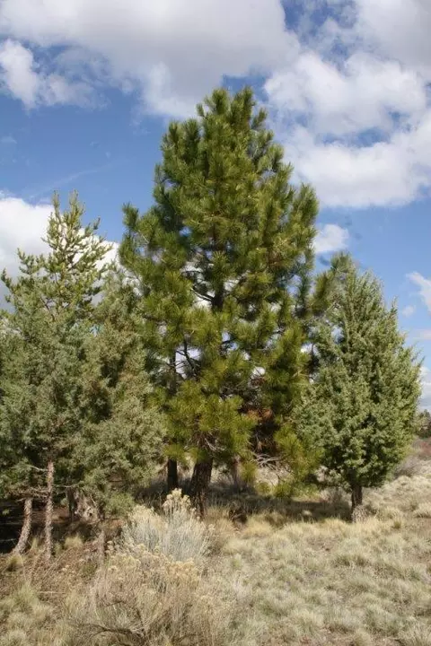 61601 Tam Mcarthur Loop, Bend, OR 97702 photo 3