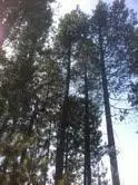 17237 Jacinto Rd, Bend, OR 97707 photo 4