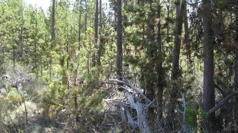 56236 Eider Rd, Bend, OR 97707 photo 13