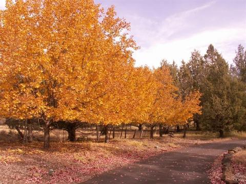 61366 Ward Rd, Bend, OR 97701 photo 5