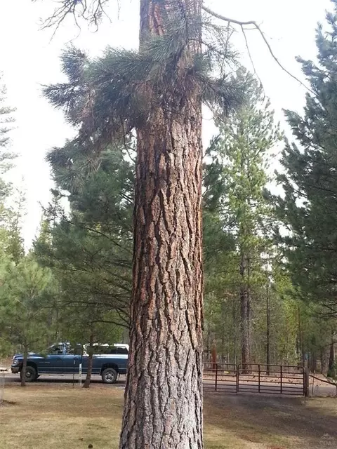 51830 Pine Loop Dr, La Pine, OR 97739 photo 14