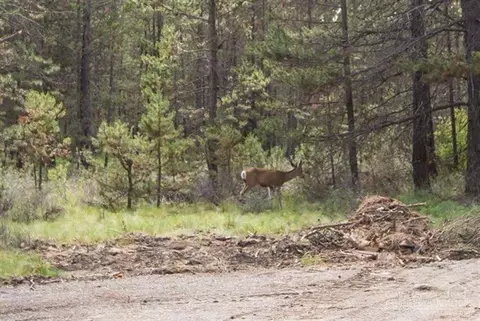 56199 Solar, Bend, OR 97707 photo 15