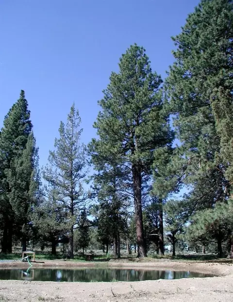 61050 Larsen Rd, Bend, OR 97702 photo 5