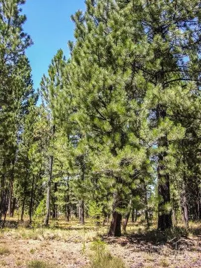 17114 Oxnard Rd, Bend, OR 97707 photo 3