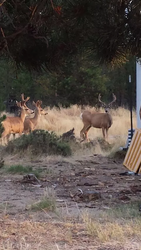 8971 Split Rail Rd, La Pine, OR 97739 photo 23