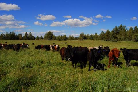 23250 Walker Rd, Bend, OR 97701 photo 14