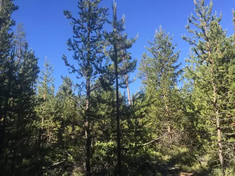 55112 Tamarack Dr, Bend, OR 97707 photo 12