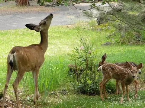 19916 Hollygrape St, Bend, OR 97702 photo 23