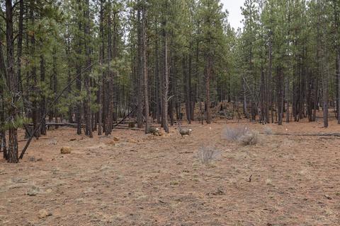 60290 Ochoco Cir, Bend, OR 97702 photo 22