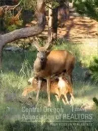 56964 Dancing Rock Loop, Bend, OR 97707 photo 8