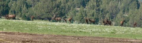 33559 Parish Creek Rd, Mitchell, OR 97750 photo 13