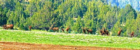 33559 Parish Creek Rd, Mitchell, OR 97750 photo 3