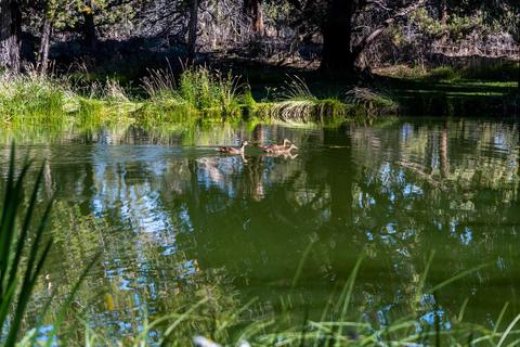 63245 Cole Rd, Bend, OR 97701 photo 8