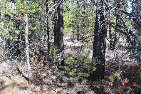 16084 Strawn Rd, La Pine, OR 97739 photo 5