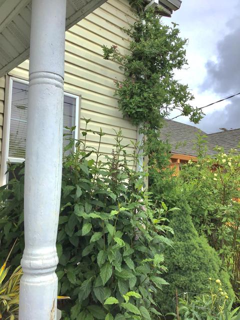 252 NE 1st St, Willamina, OR 97396 photo 2