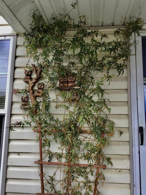252 NE 1st St, Willamina, OR 97396 photo 17