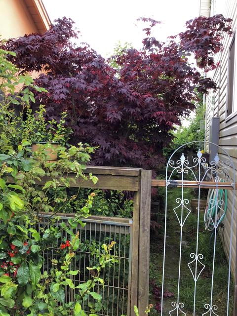 252 NE 1st St, Willamina, OR 97396 photo 8