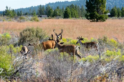 18620 Macalpine Loop, Bend, OR 97702 photo 24