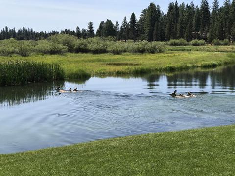 54958 Mallard Dr, Bend, OR 97707 photo 5
