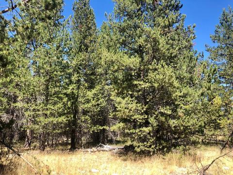 17450 Cedar Ct, Bend, OR 97707 photo 15