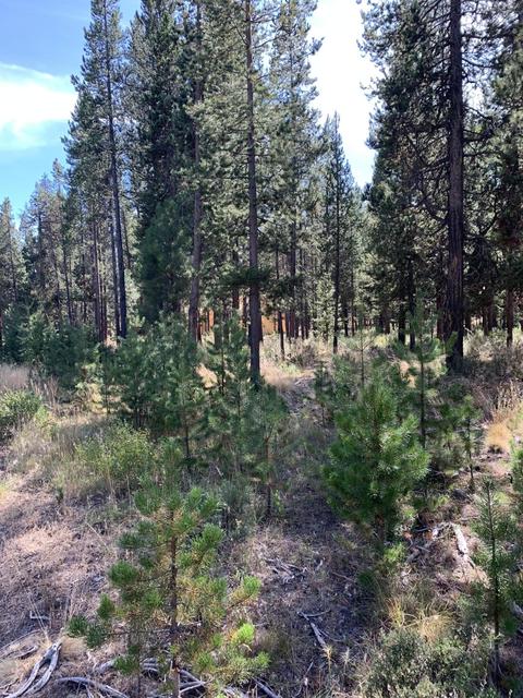 56593 Celestial Dr, Bend, OR 97707 photo 5