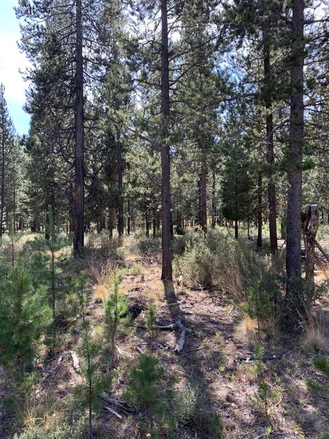 56593 Celestial Dr, Bend, OR 97707 photo 6