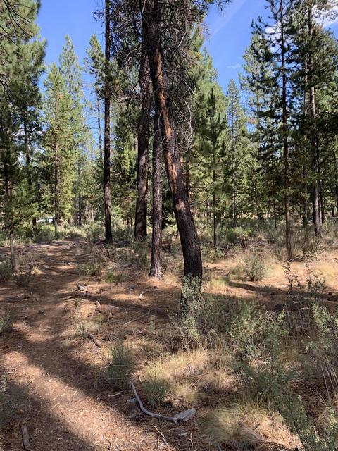 56593 Celestial Dr, Bend, OR 97707 photo 8
