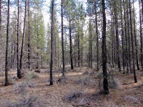 52195 Lechner Ln, La Pine, OR 97739 photo 8