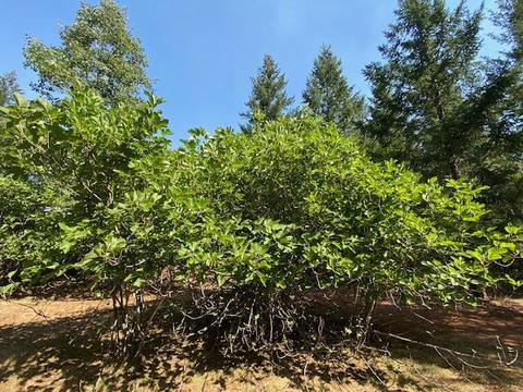 855 Logan Cut Dr, Cave Junction, OR 97523 photo 31