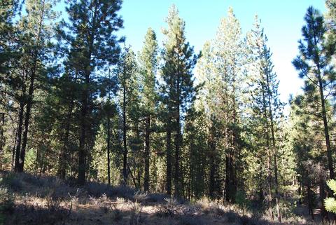 55029 Mallard Dr, Bend, OR 97707 photo 8