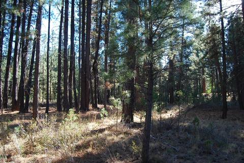 55029 Mallard Dr, Bend, OR 97707 photo 5