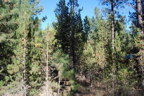 55029 Mallard Dr, Bend, OR 97707 photo 10