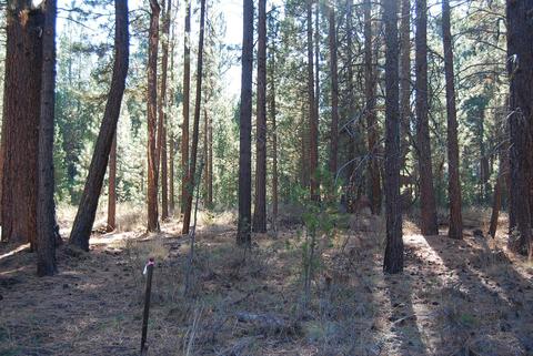 55029 Mallard Dr, Bend, OR 97707 photo 6