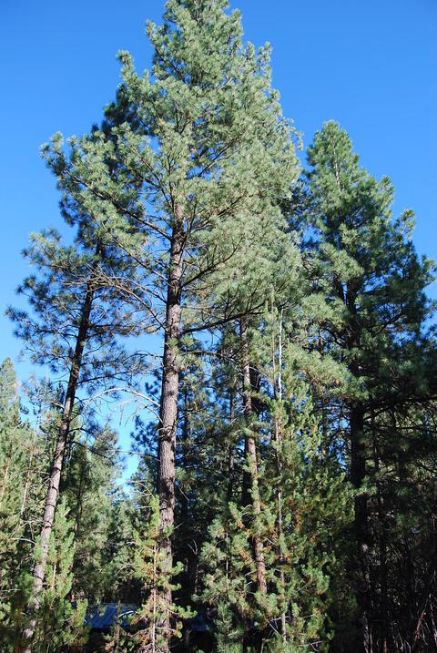55029 Mallard Dr, Bend, OR 97707 photo 2