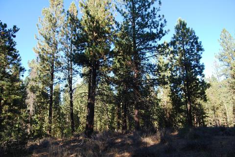 55029 Mallard Dr, Bend, OR 97707 photo 9