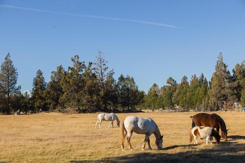 20135 Rodeo Dr, Bend, OR 97703 photo 15