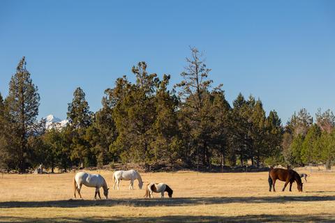 20135 Rodeo Dr, Bend, OR 97703 photo 1