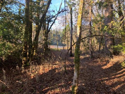 552 E Forks Cir, Cave Junction, OR 97523 photo 9