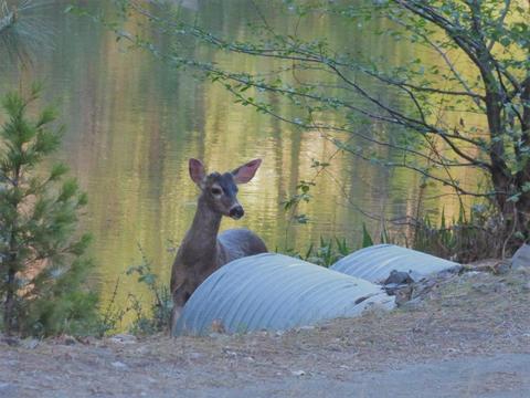 6520 Tunnel Loop Rd, Grants Pass, OR 97526 photo 68