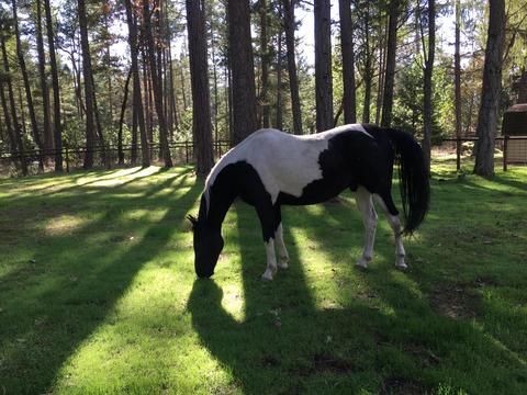 243 Cedar Flat Rd, Williams, OR 97544 photo 51
