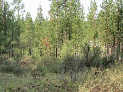 51582 Ash Rd, La Pine, OR 97739 photo 49