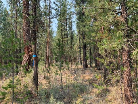 16917 Jacinto Rd, Bend, OR 97707 photo 16