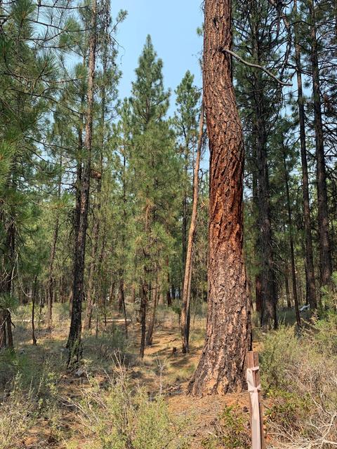 16917 Jacinto Rd, Bend, OR 97707 photo 18